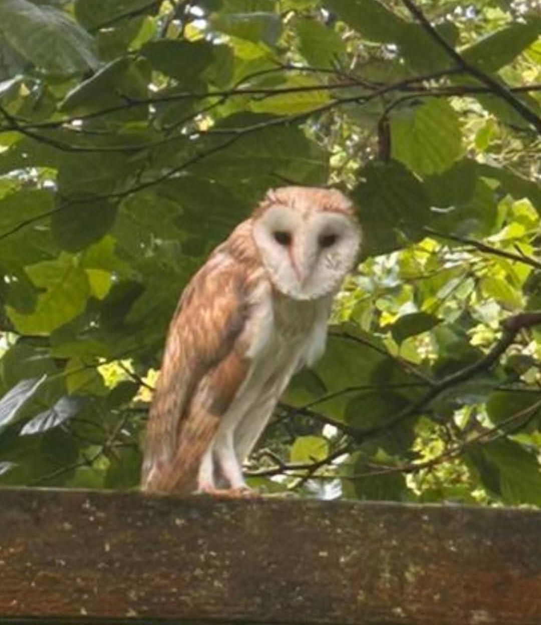 The Barn Owls of Lower Winsford Farm