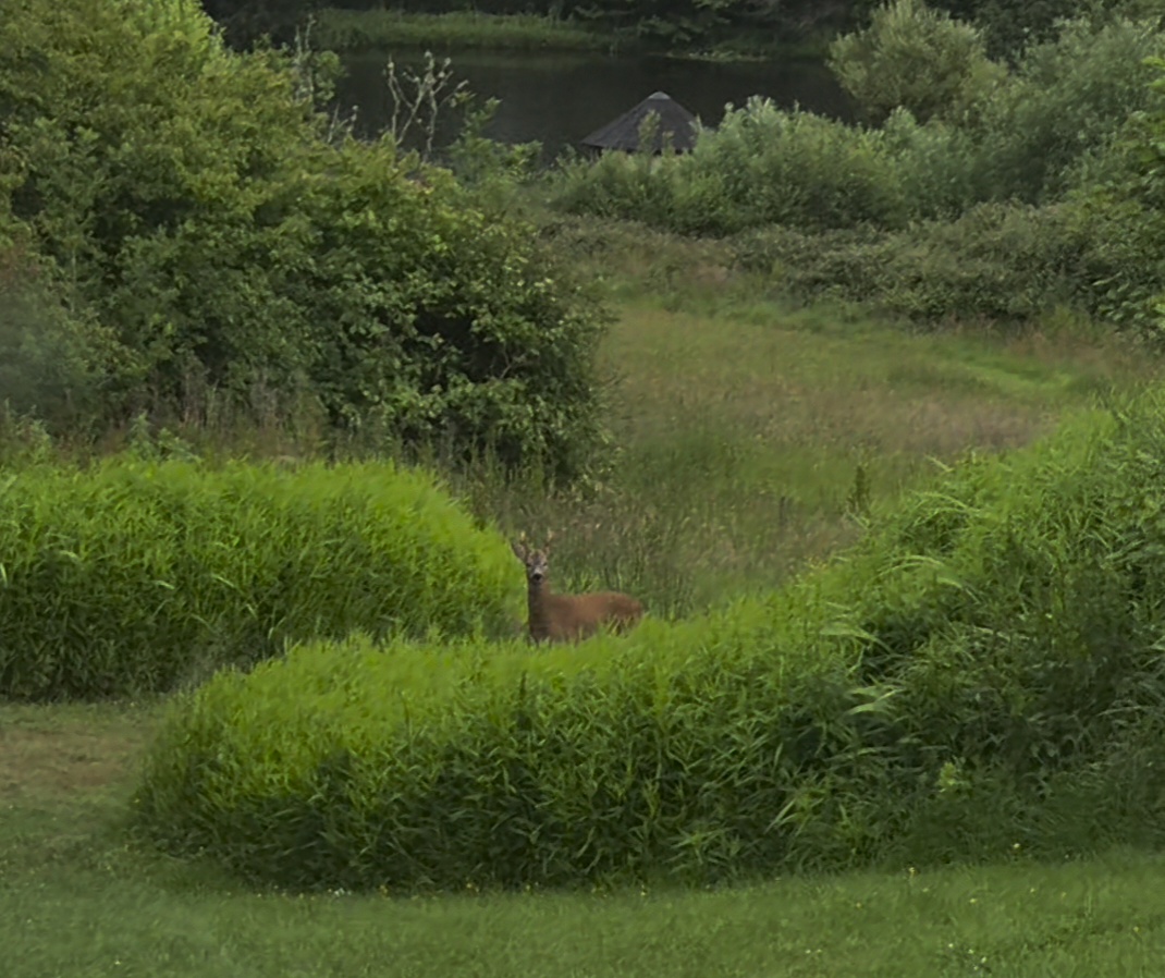 An Early Morning Visitor at Lower Winsford Farm